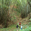 Bamboo forest at Tigerland Rice Farm