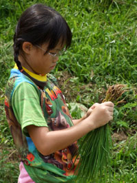 Robyn learning rice farming skill