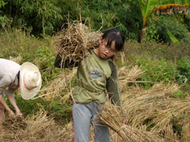 Robyn carrying bundled rice stalks