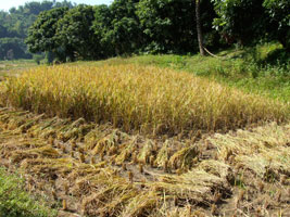 Half hooked rice paddy