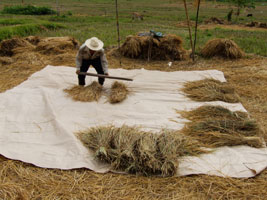 Preparation for rice threshing