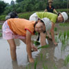 Rice planting - sowing in paddy