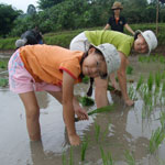 Rice planting experiential holiday